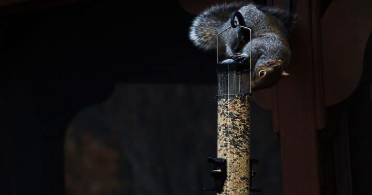 10 Best Squirrel Proof Bird Feeders In 2022