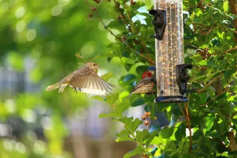 10 Best Finch Feeders For Serving Thistle And Nyjer Seed 2022