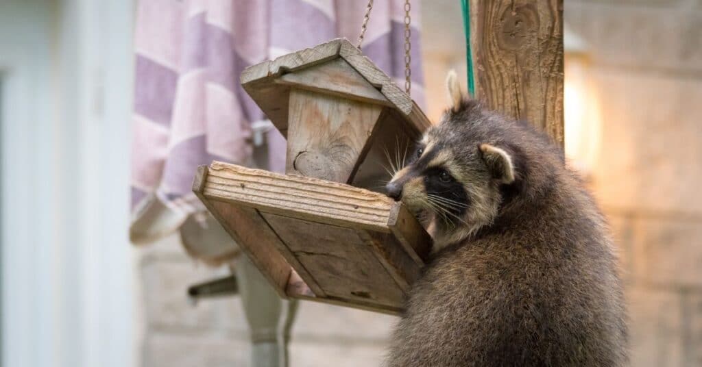 raccoon on bird feeder