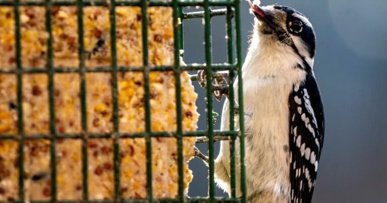 10 Best Suet Cakes For Birds That Actually Work In 2022