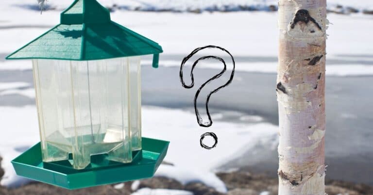 Why do birds stop coming to the bird feeder?
