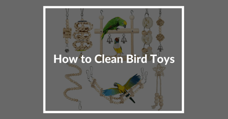 How to Clean Bird Toys: The Ultimate Guide