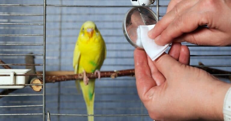 How to keep the area around bird cage clean: 4 Easy Way