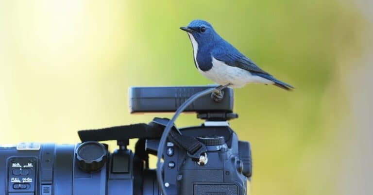 7 Best Camera for Bird Photography in 2022