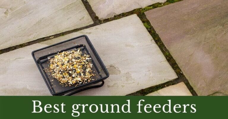 3 Best Ground Feeders for Birds