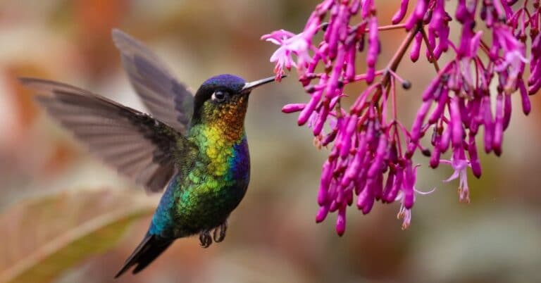 How to Attract Hummingbirds to Your Yard: Guide