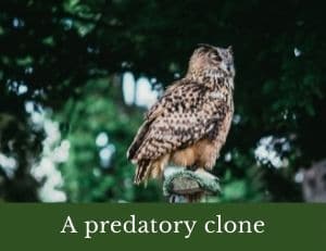 A predatory clone to scare birds