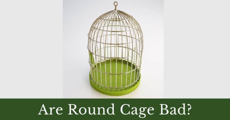 Are round cages bad for birds?