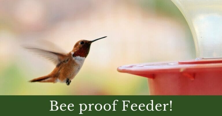 5 Best bee proof hummingbird feeders In 2022
