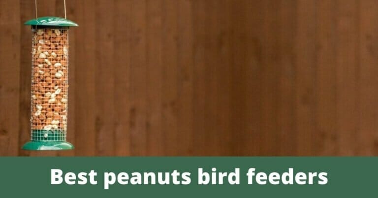 6 Best bird feeder for peanuts in 2022
