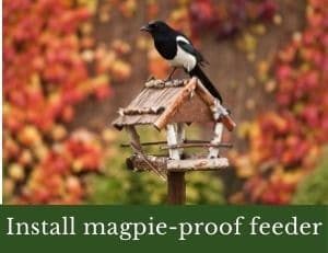 Install magpie proof bird feeder