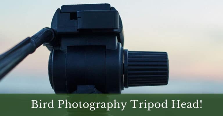 4 Best Tripod Head for Bird Photography In 2022