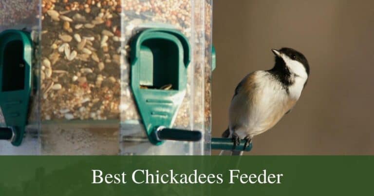 6 Best bird feeder for chickadees in 2022