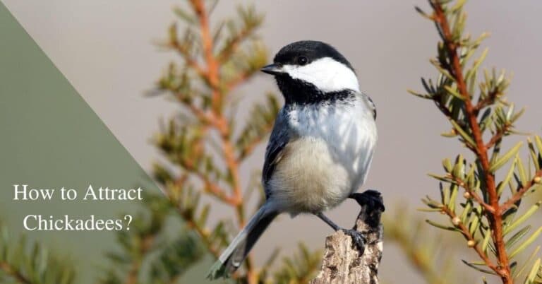 How to attract chickadees in your yard?