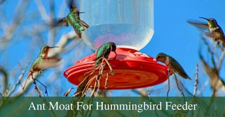 3 Best ant moat for hummingbird feeders in 2022