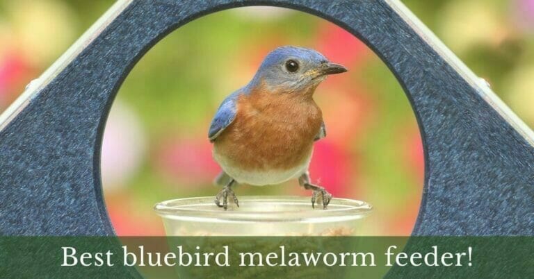 6 Best bluebird mealworm feeder in 2022