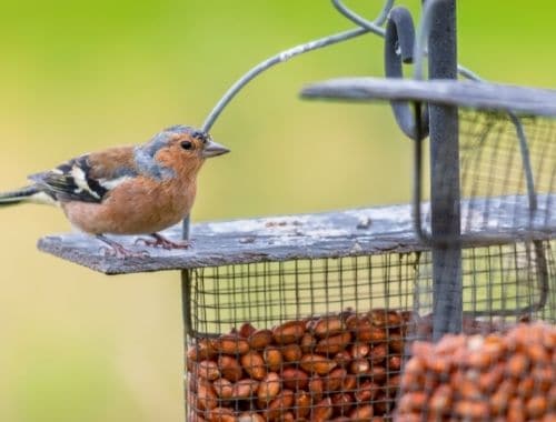 introduce bird feeders