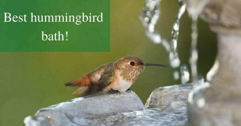 5 Best bird baths for hummingbirds in 2022