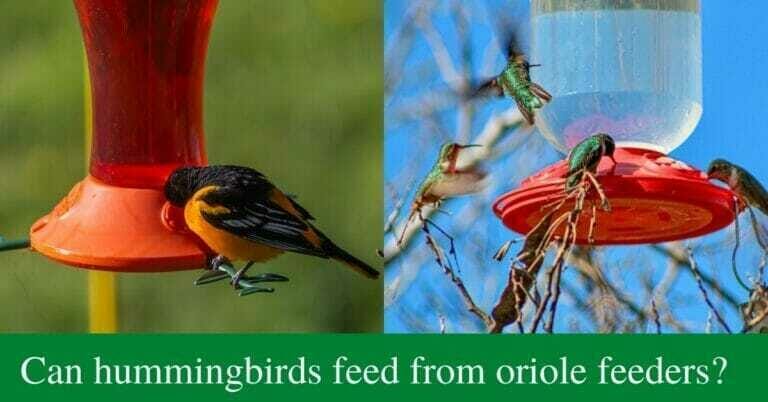 Can hummingbirds feed from oriole feeders?