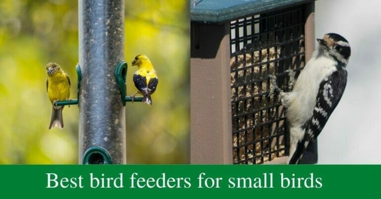 7 Best Bird Feeders For Small Birds In 2022