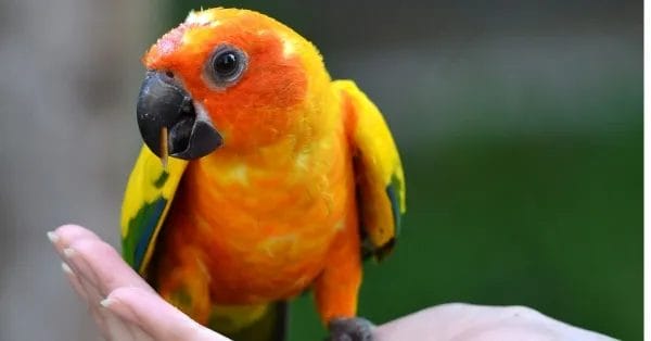 Best Bird Harness For Conure 2022