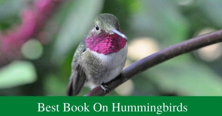 Best Book On Hummingbirds For Birdwatcher