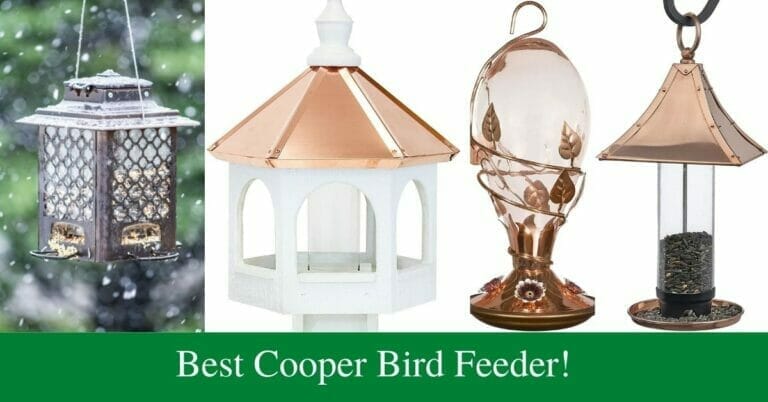 Best Copper Bird Feeders (According To Performance)