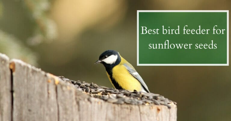 8 Best Bird Feeder For Sunflower Seeds In 2022