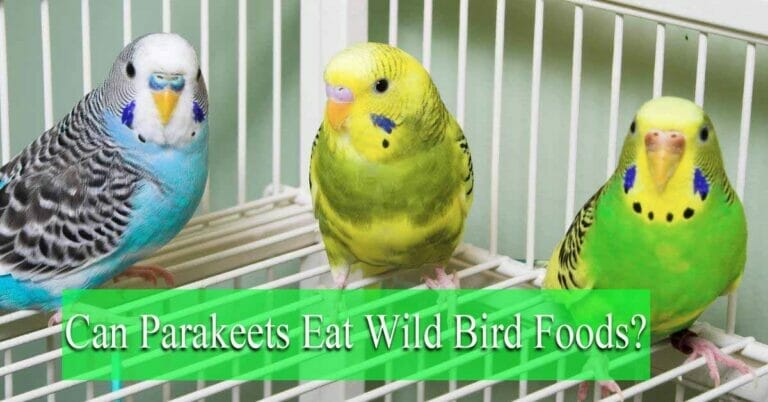 Can Parakeets Eat Wild Bird food?