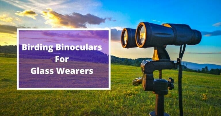 5 Best Birding Binoculars For Eyeglass Wearers