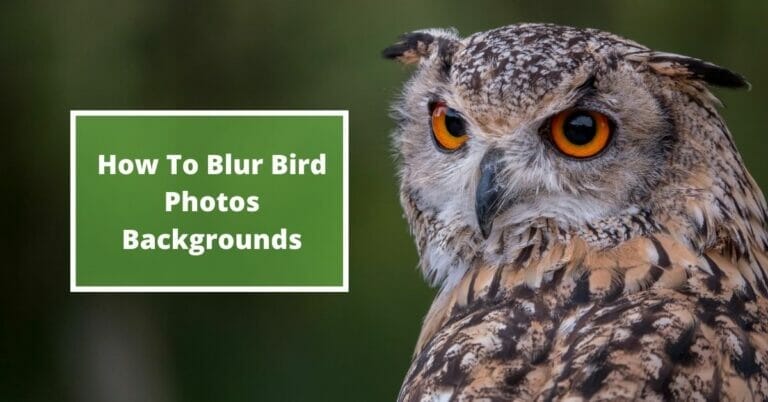 How To Blur Background In Bird Photography