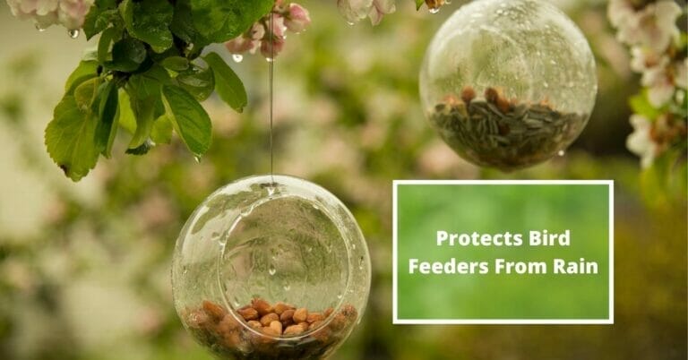 How To Protect Bird Feeders From Rain?